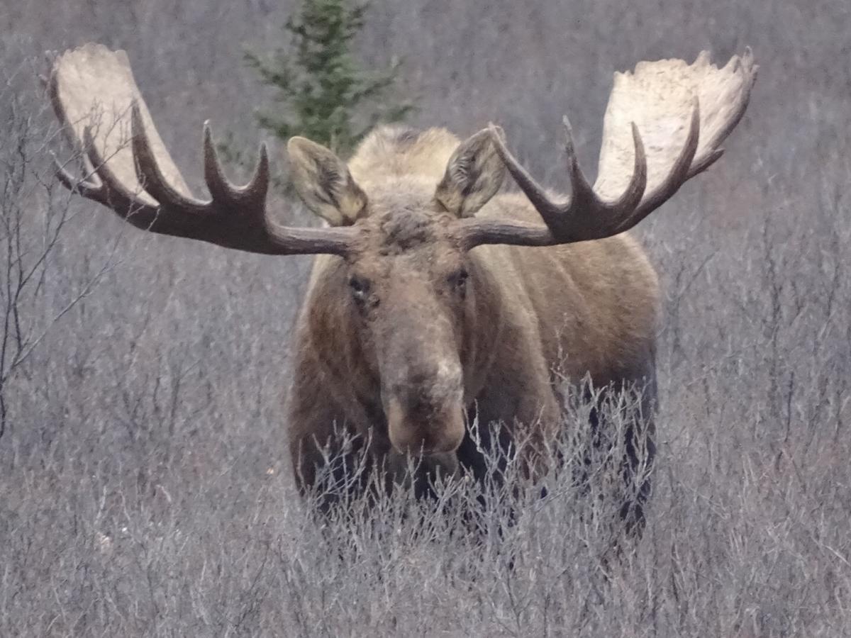 Denali Primrose Bed & Breakfast Хілі Екстер'єр фото
